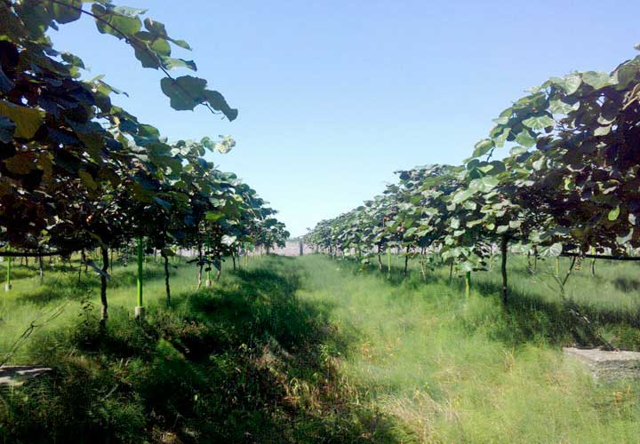 Guilan Province Relief Committee project